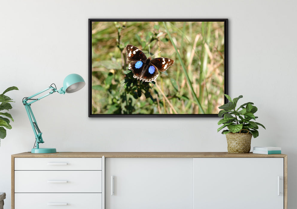 Schmetterling auf Grashalm auf Leinwandbild gerahmt verschiedene Größen im Wohnzimmer