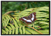 Schmetterling auf Farnblatt auf Leinwandbild gerahmt Größe 100x70