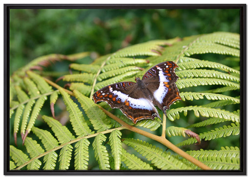 Schmetterling auf Farnblatt auf Leinwandbild gerahmt Größe 100x70