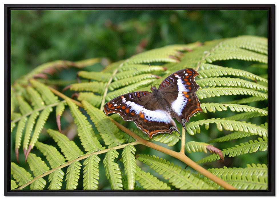 Schmetterling auf Farnblatt auf Leinwandbild gerahmt Größe 100x70