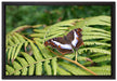 Schmetterling auf Farnblatt auf Leinwandbild gerahmt Größe 60x40