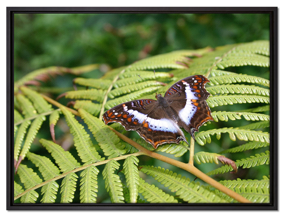 Schmetterling auf Farnblatt auf Leinwandbild gerahmt Größe 80x60