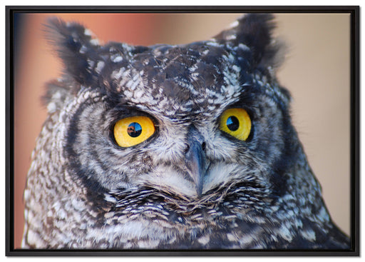 hübsche Waldohreule auf Leinwandbild gerahmt Größe 100x70