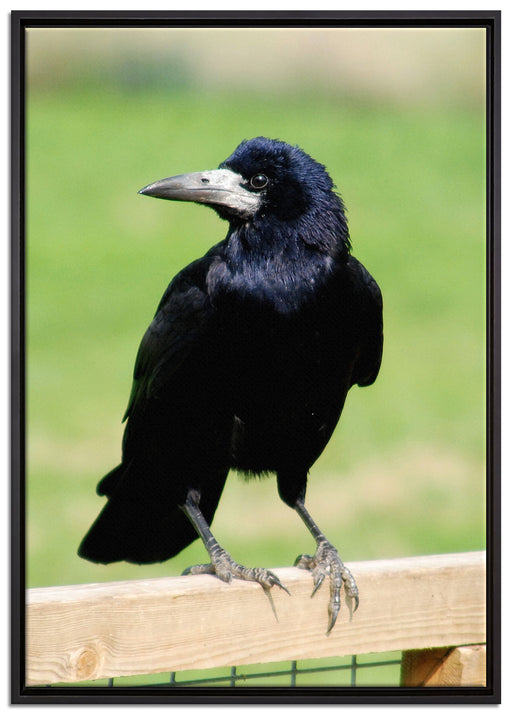 prachtvoller Rabe auf Leinwandbild gerahmt Größe 100x70