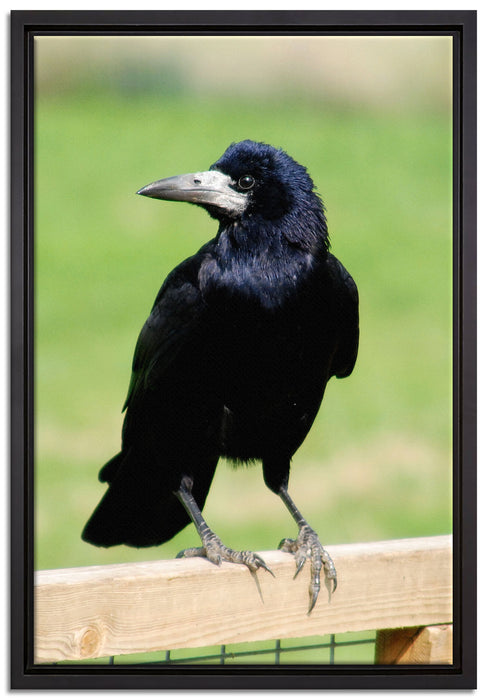 prachtvoller Rabe auf Leinwandbild gerahmt Größe 60x40