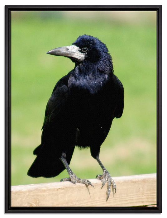 prachtvoller Rabe auf Leinwandbild gerahmt Größe 80x60