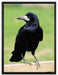 prachtvoller Rabe auf Leinwandbild gerahmt Größe 80x60