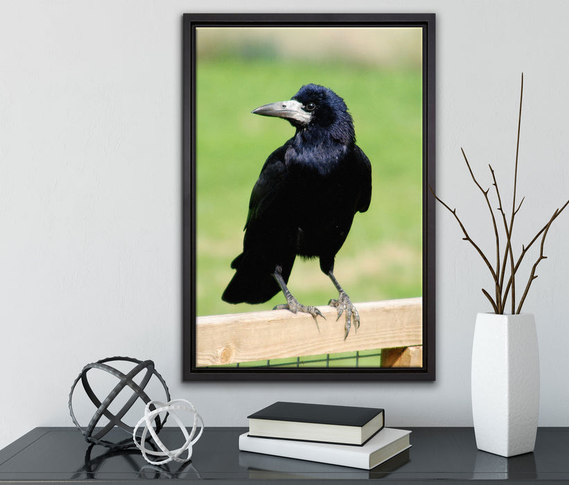 prachtvoller Rabe auf Leinwandbild gerahmt mit Kirschblüten