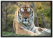 schöner Tiger auf Wiese auf Leinwandbild gerahmt Größe 100x70