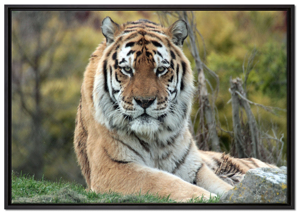 schöner Tiger auf Wiese auf Leinwandbild gerahmt Größe 100x70