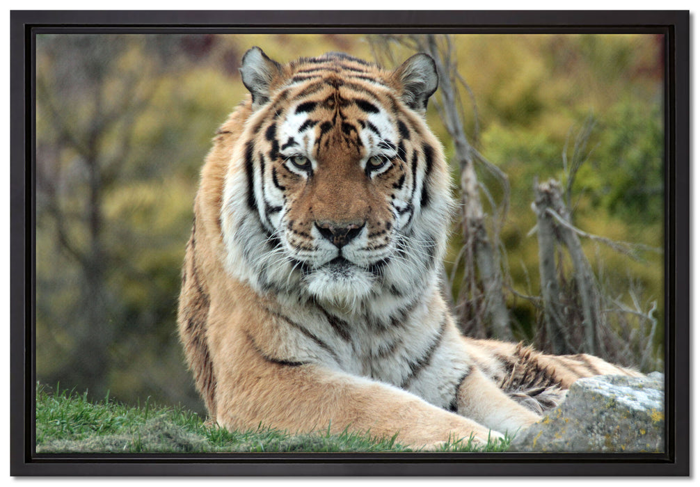 schöner Tiger auf Wiese auf Leinwandbild gerahmt Größe 60x40