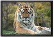 schöner Tiger auf Wiese auf Leinwandbild gerahmt Größe 60x40