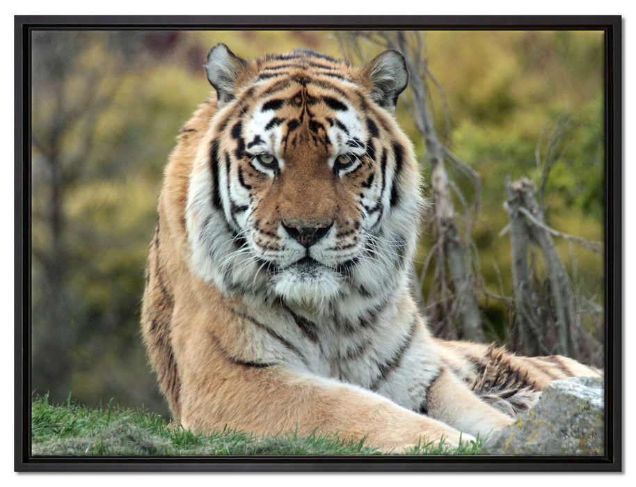 schöner Tiger auf Wiese auf Leinwandbild gerahmt Größe 80x60