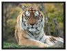 schöner Tiger auf Wiese auf Leinwandbild gerahmt Größe 80x60