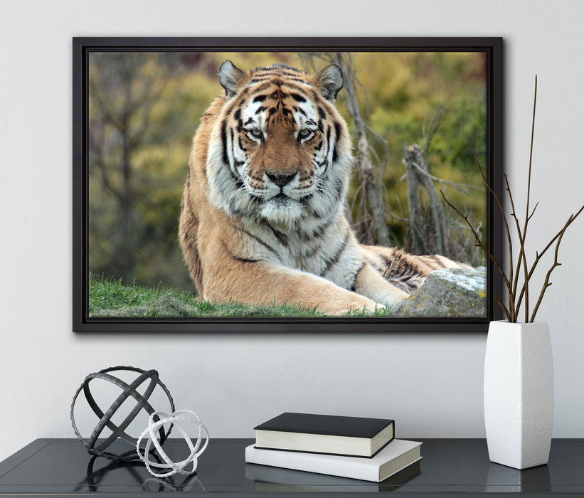 schöner Tiger auf Wiese auf Leinwandbild gerahmt mit Kirschblüten