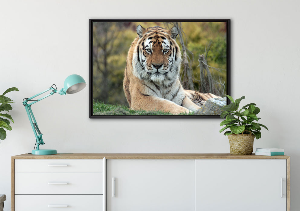 schöner Tiger auf Wiese auf Leinwandbild gerahmt verschiedene Größen im Wohnzimmer