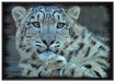 scheuer Schneeleopard auf Leinwandbild gerahmt Größe 100x70
