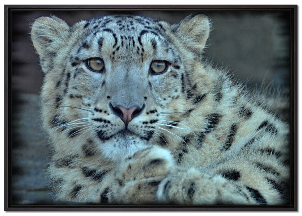 scheuer Schneeleopard auf Leinwandbild gerahmt Größe 100x70