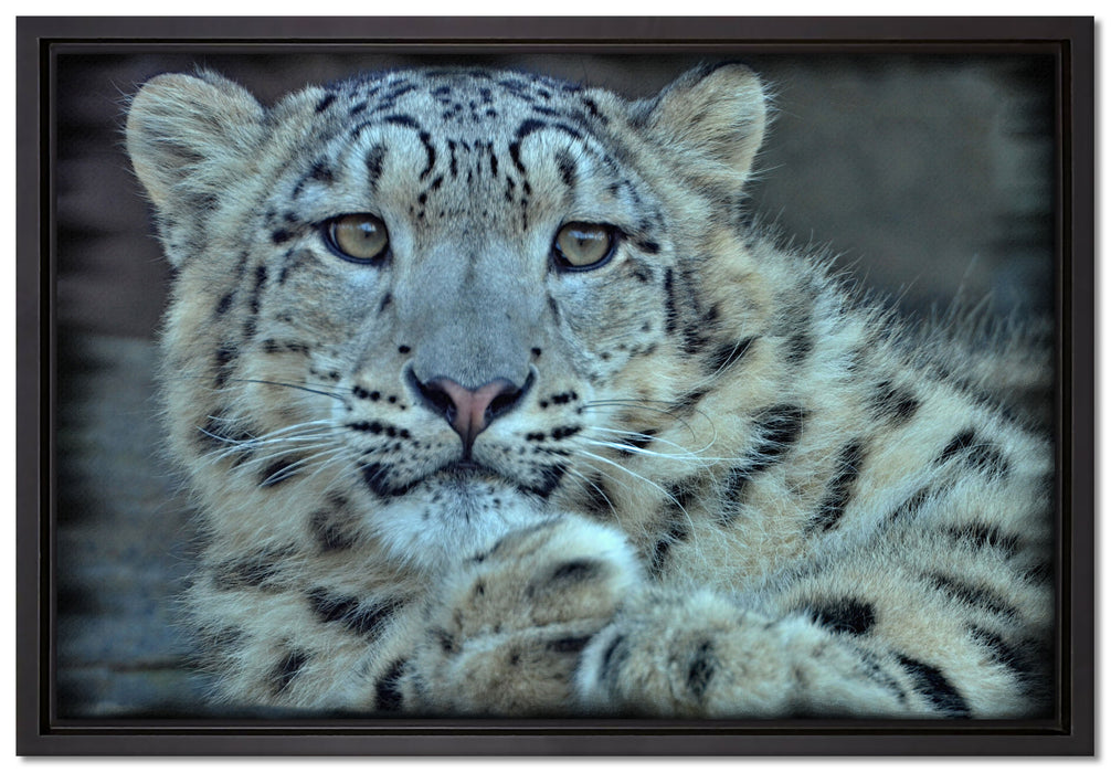 scheuer Schneeleopard auf Leinwandbild gerahmt Größe 60x40