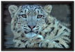 scheuer Schneeleopard auf Leinwandbild gerahmt Größe 60x40