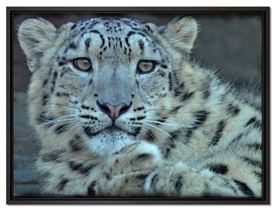 scheuer Schneeleopard auf Leinwandbild gerahmt Größe 80x60