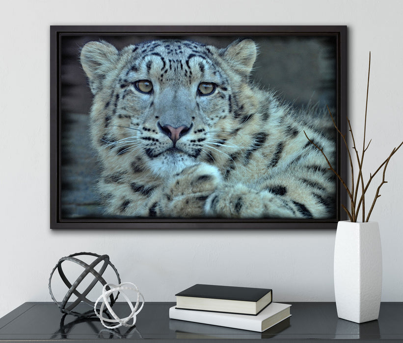 scheuer Schneeleopard auf Leinwandbild gerahmt mit Kirschblüten