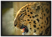 brüllender Leopard auf Leinwandbild gerahmt Größe 100x70