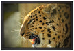 brüllender Leopard auf Leinwandbild gerahmt Größe 60x40