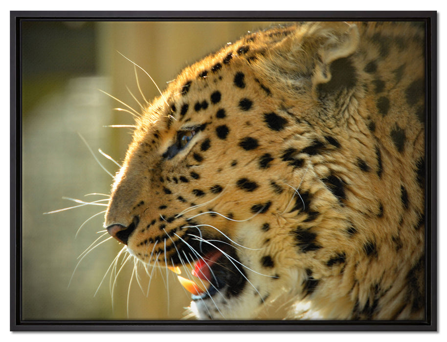 brüllender Leopard auf Leinwandbild gerahmt Größe 80x60