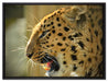 brüllender Leopard auf Leinwandbild gerahmt Größe 80x60