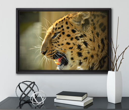 brüllender Leopard auf Leinwandbild gerahmt mit Kirschblüten