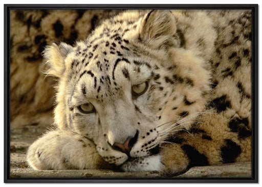 ruhender Schneeleopard auf Leinwandbild gerahmt Größe 100x70