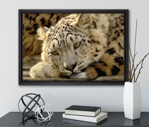 ruhender Schneeleopard auf Leinwandbild gerahmt mit Kirschblüten