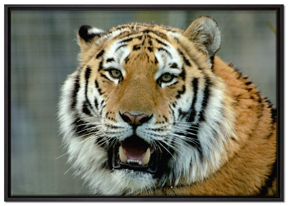 Tiger mit offenem Maul auf Leinwandbild gerahmt Größe 100x70