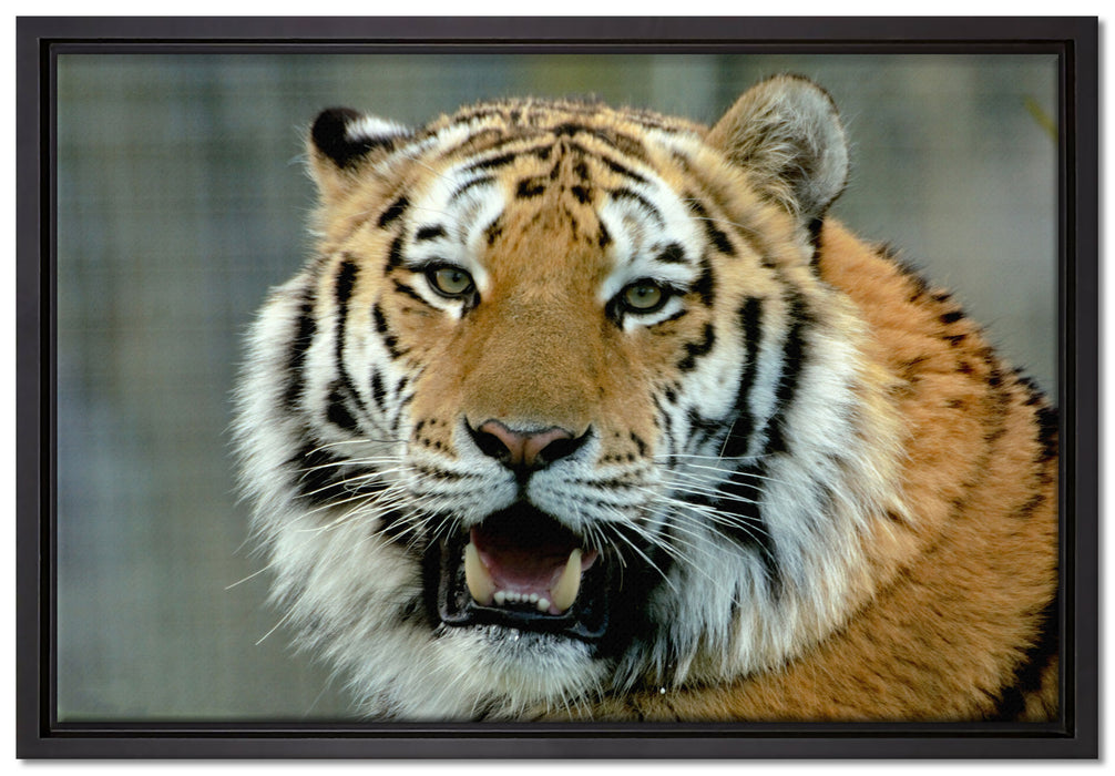 Tiger mit offenem Maul auf Leinwandbild gerahmt Größe 60x40