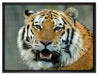 Tiger mit offenem Maul auf Leinwandbild gerahmt Größe 80x60