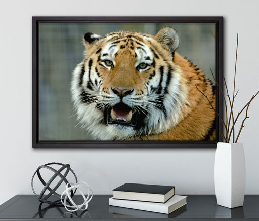 Tiger mit offenem Maul auf Leinwandbild gerahmt mit Kirschblüten