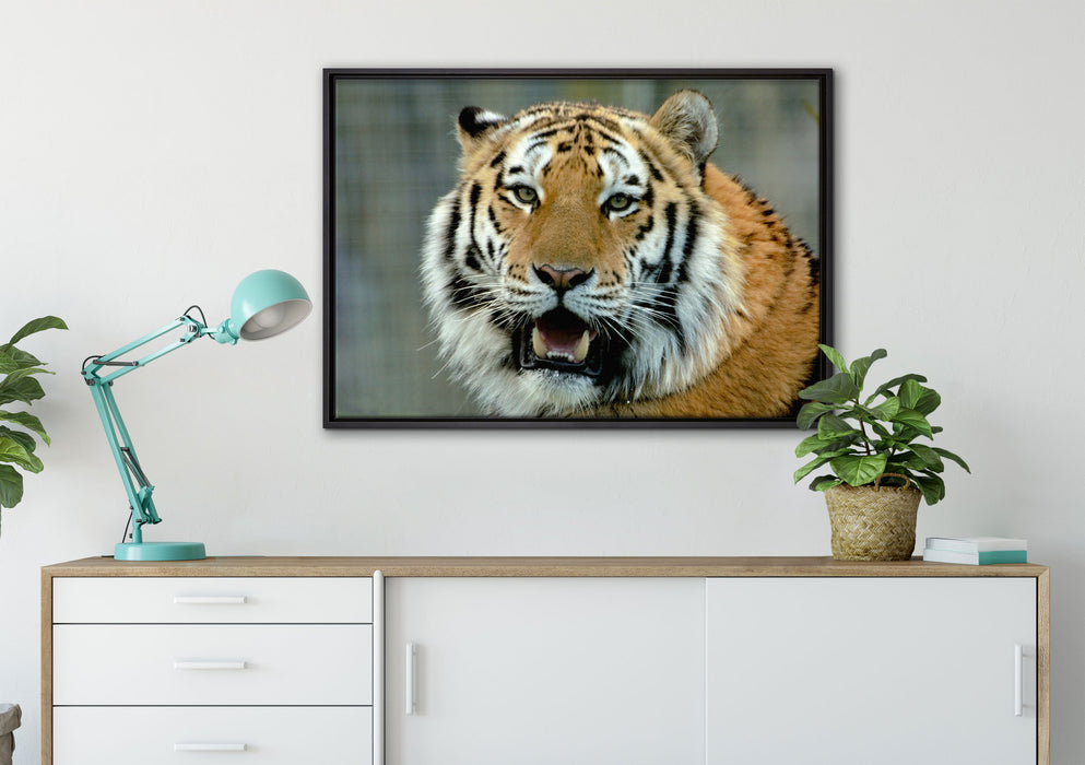 Tiger mit offenem Maul auf Leinwandbild gerahmt verschiedene Größen im Wohnzimmer