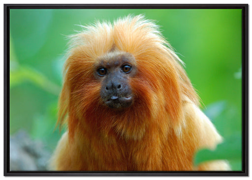 Goldgelbes Löwenäffchen auf Leinwandbild gerahmt Größe 100x70