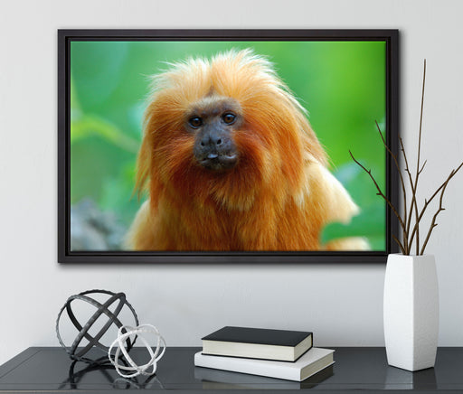 Goldgelbes Löwenäffchen auf Leinwandbild gerahmt mit Kirschblüten