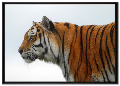 Tiger vor Hintergrund auf Leinwandbild gerahmt Größe 100x70