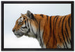 Tiger vor Hintergrund auf Leinwandbild gerahmt Größe 60x40
