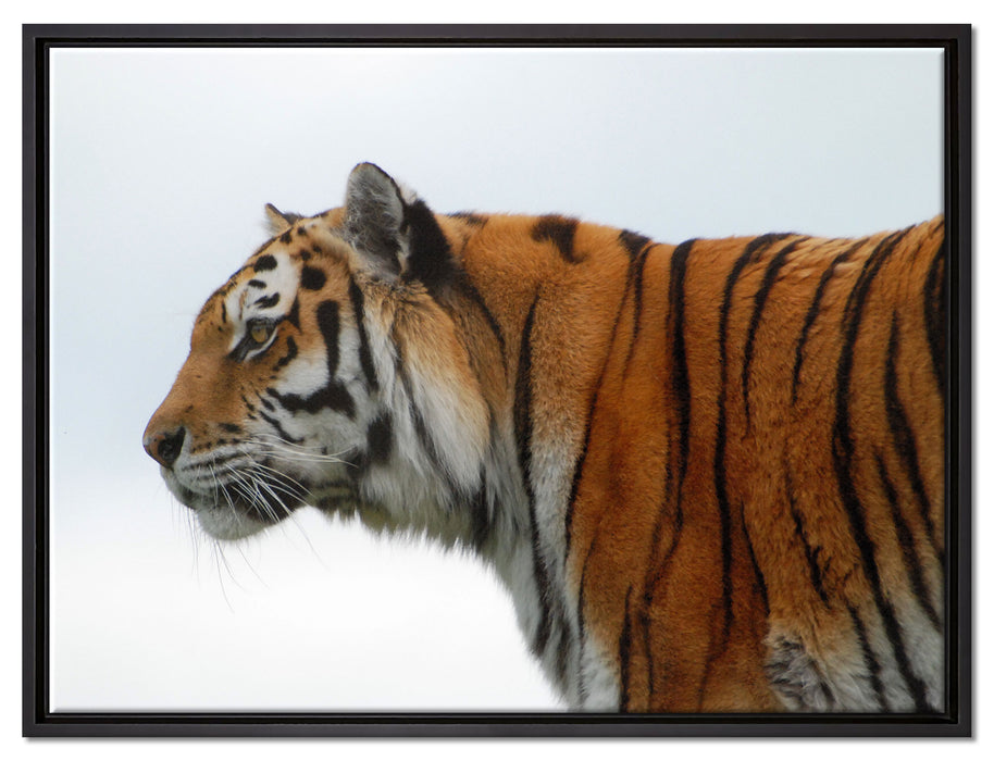 Tiger vor Hintergrund auf Leinwandbild gerahmt Größe 80x60