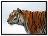 Tiger vor Hintergrund auf Leinwandbild gerahmt Größe 80x60