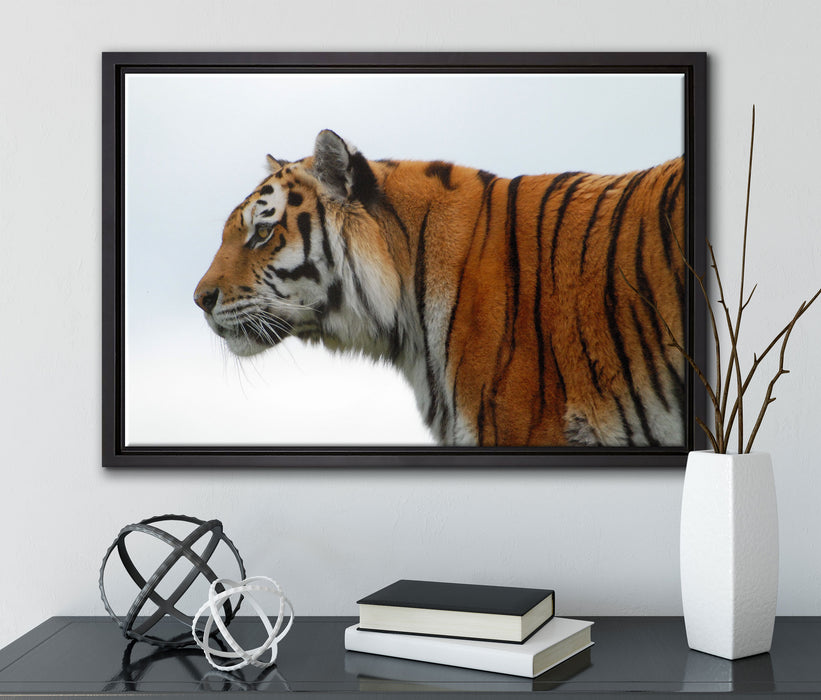 Tiger vor Hintergrund auf Leinwandbild gerahmt mit Kirschblüten