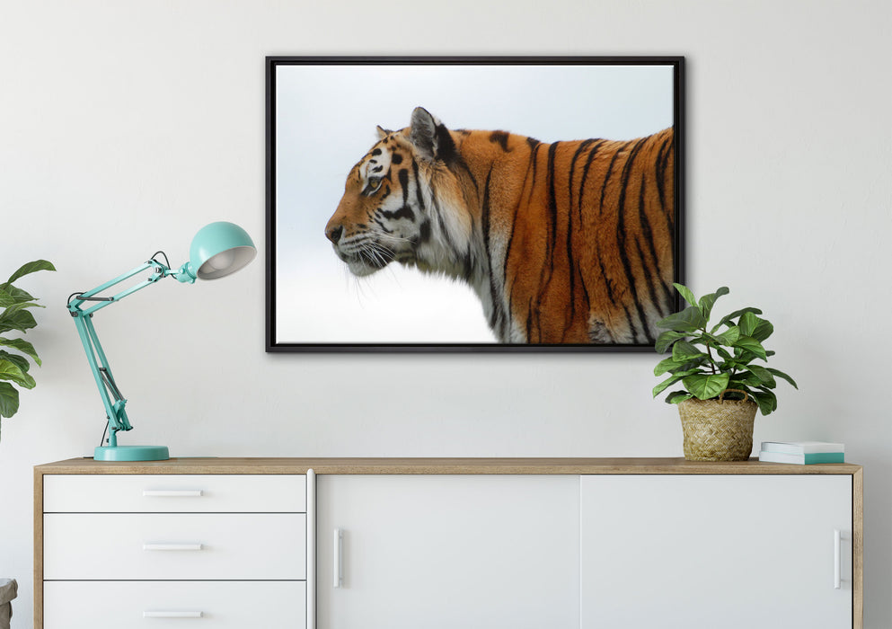 Tiger vor Hintergrund auf Leinwandbild gerahmt verschiedene Größen im Wohnzimmer