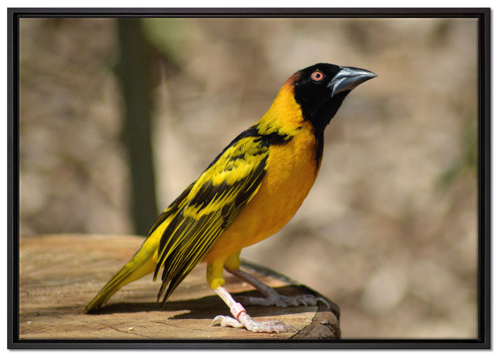 prächtiger gelber Star auf Leinwandbild gerahmt Größe 100x70