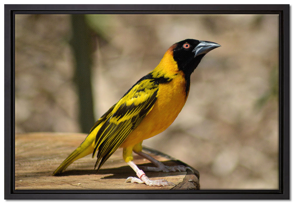 prächtiger gelber Star auf Leinwandbild gerahmt Größe 60x40