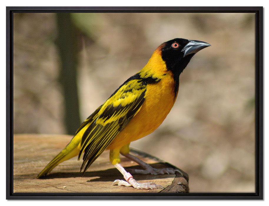 prächtiger gelber Star auf Leinwandbild gerahmt Größe 80x60