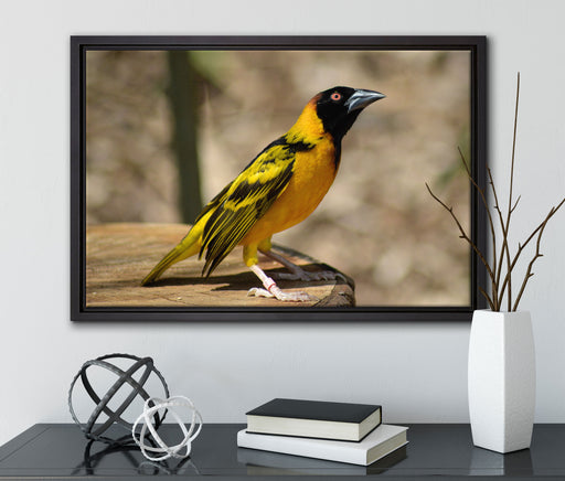 prächtiger gelber Star auf Leinwandbild gerahmt mit Kirschblüten